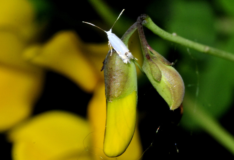 Lyonetiidae - Leucoptera spartifoliella